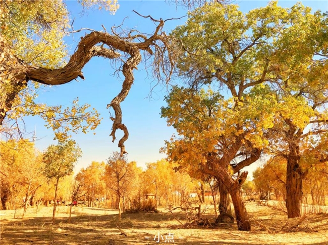 全国赏枫地图_墨迹天气枫叶预报_墨迹天气