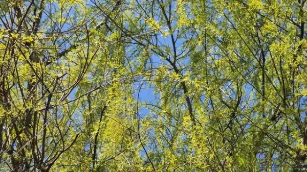 无锡天气_2026年江苏天气突变降温雨雪春捂指南_江苏气温骤降20℃到10℃冷空气影响