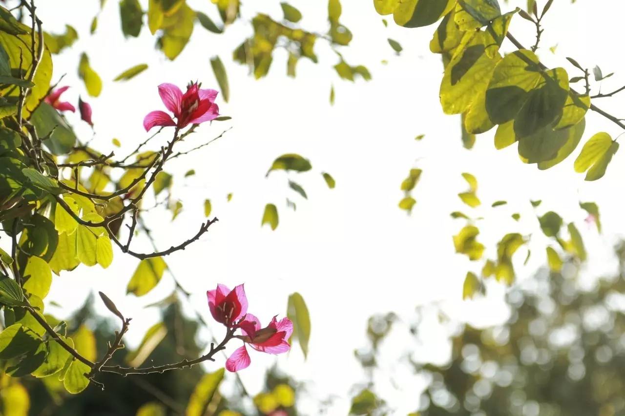 厦门回南天 晴天惊喜 厦门春天_厦门天气预报