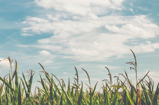 锦州6月9日天气预报:高温26℃~低温16℃，多云，不会下雨