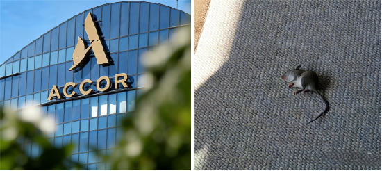 “花9800元住酒店，仨老鼠陪睡一晚！”莱佛士酒店闹鼠患？酒店称已消杀，《消失的她》曾取景